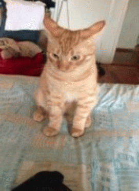 Not Listening Cat